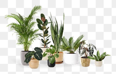 Indoor plants png mockup tropical | Free PNG - rawpixel