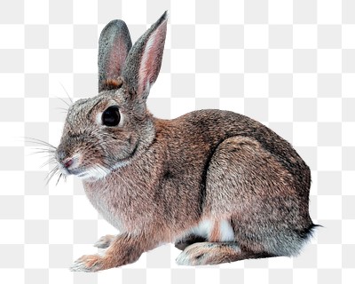 Hare png clipart, pet, transparent | Premium PNG - rawpixel