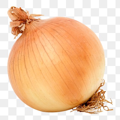 clipart yellow onion