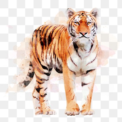 Watercolor tiger png illustration on transparent background 