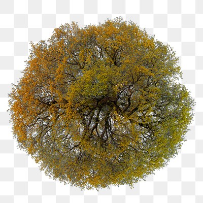 Tree png, top view autumn | Premium PNG - rawpixel