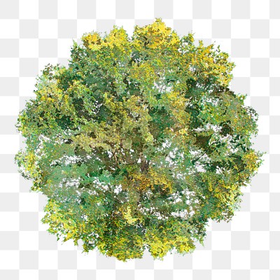 Tree png, top view watercolor | Premium PNG - rawpixel