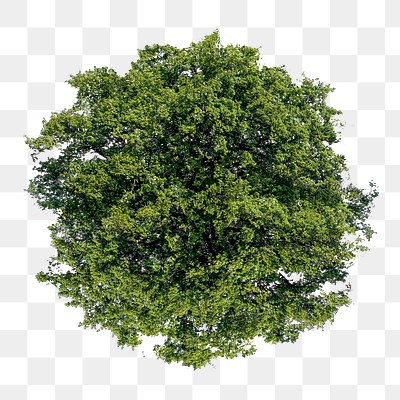 Tree png, top view spring | Premium PNG - rawpixel