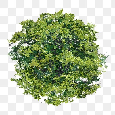 Tree png, top view spring | Premium PNG - rawpixel