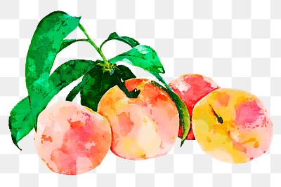 Peaches png clipart, fruit drawing | Premium PNG - rawpixel