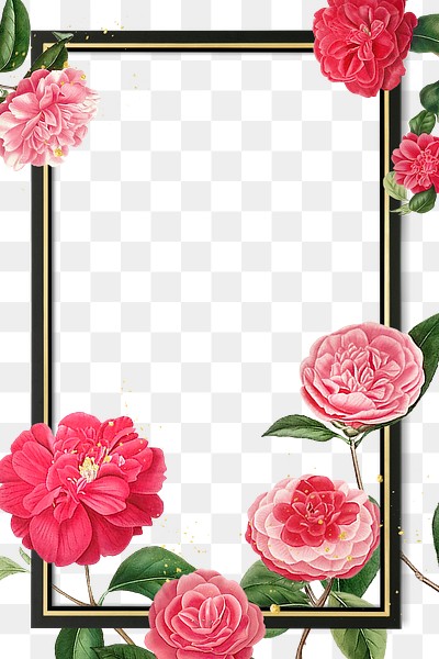 Pink camellia rose frame png