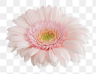 PNG Pink Gerbera Daisy Flower Free PNG Rawpixel