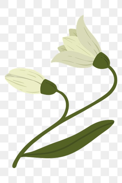 Snow drop flower png | Free stock illustration | High Resolution graphic
