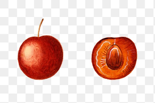 Cherry Seed Images - Free Vectors, PNGs, Mockups & Backgrounds - rawpixel