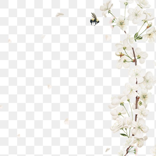 White Flower PNG Images | Free PNG Vector Graphics, Effects