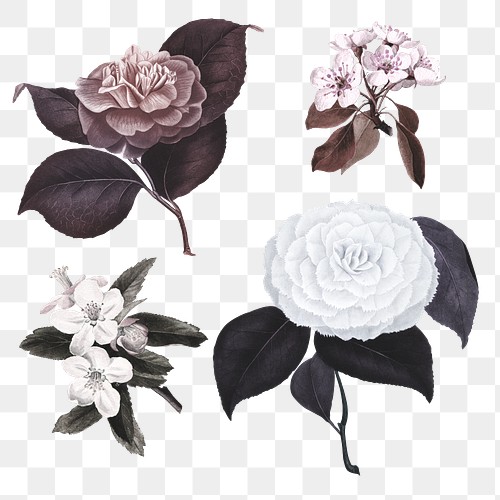 White Flower PNG Images | Free PNG Vector Graphics, Effects