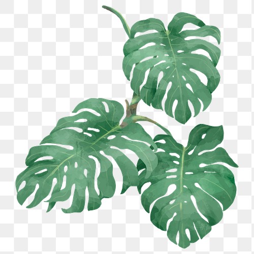 Monstera PNG Images | Free PNG Vector Graphics, Effects & Backgrounds ...