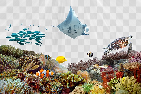Coral reef png transparent background, | Premium PNG - rawpixel