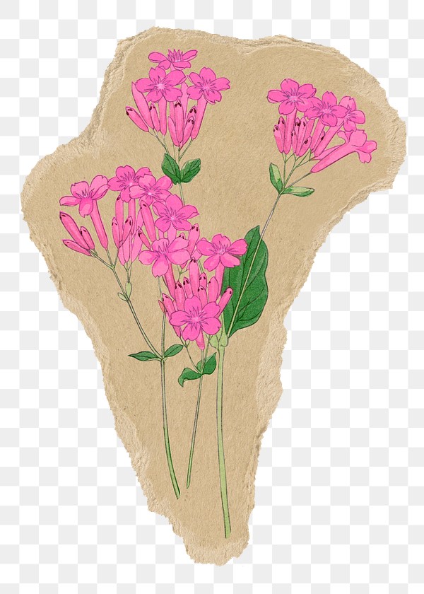 Sweet William flower png sticker, | Premium PNG - rawpixel