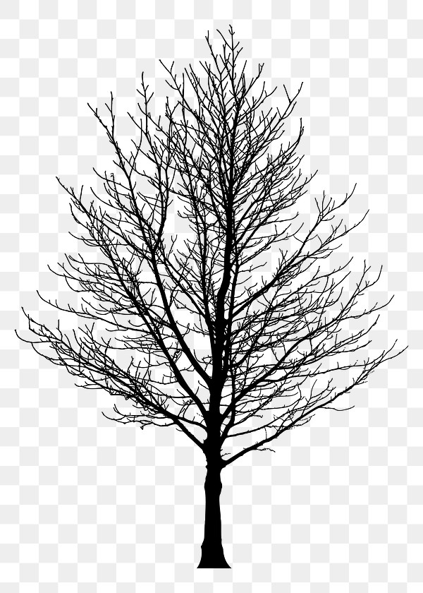 Leafless tree png sticker, transparent | Free PNG - rawpixel