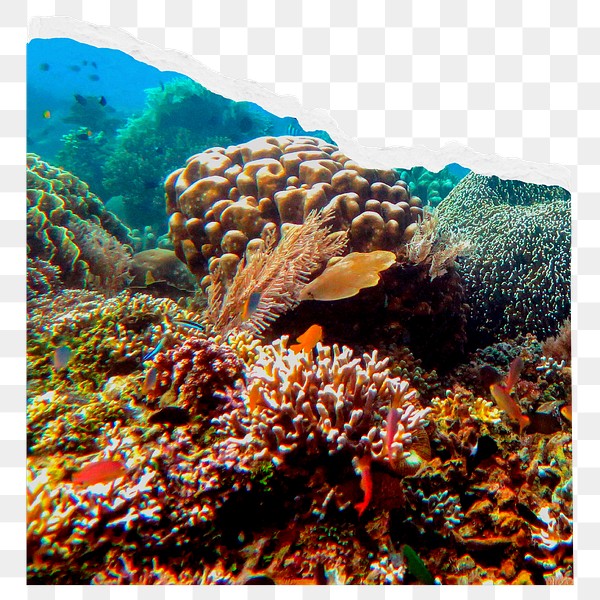 Coral reef png border sticker, | Premium PNG - rawpixel