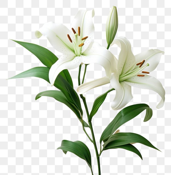 PNG Lily blossom flower plant | Premium PNG - rawpixel