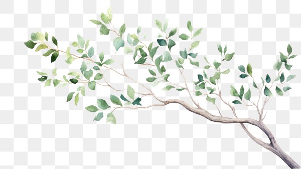 Png Tree Drawing Branch Sketch Premium Png Rawpixel 0594