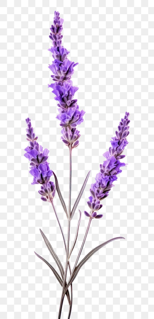 PNG Lavender flower purple wildflower. | Premium PNG - rawpixel