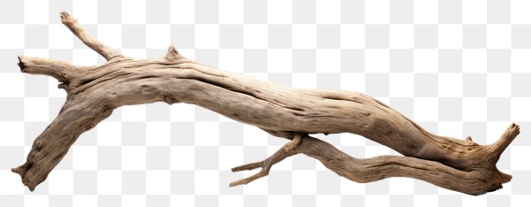 PNG Driftwood branch kangaroo | Premium PNG - rawpixel