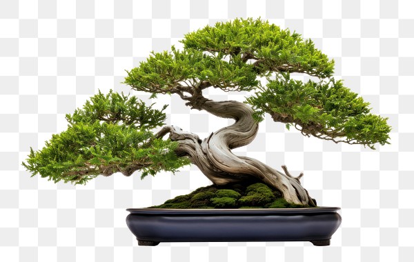 PNG Bonsai plant tree | Premium PNG - rawpixel