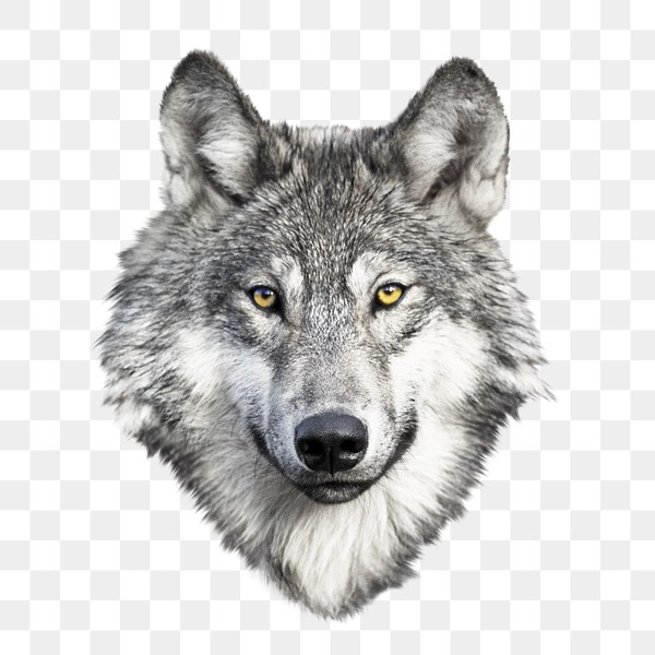 Wolf png animal, transparent background | Premium PNG - rawpixel