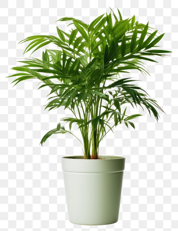 PNG Potted plant leaf white | Premium PNG - rawpixel