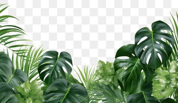 PNG Monstera plants backgrounds vegetation | Premium PNG - rawpixel