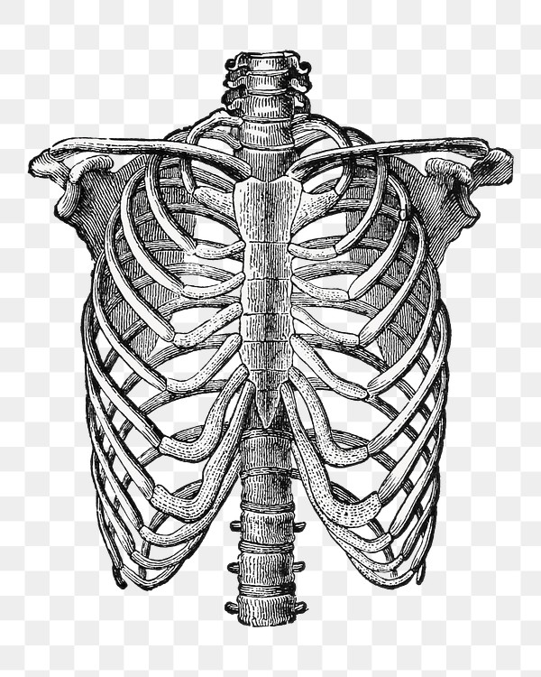 PNG Human lungs anatomy, vintage | Premium PNG - rawpixel
