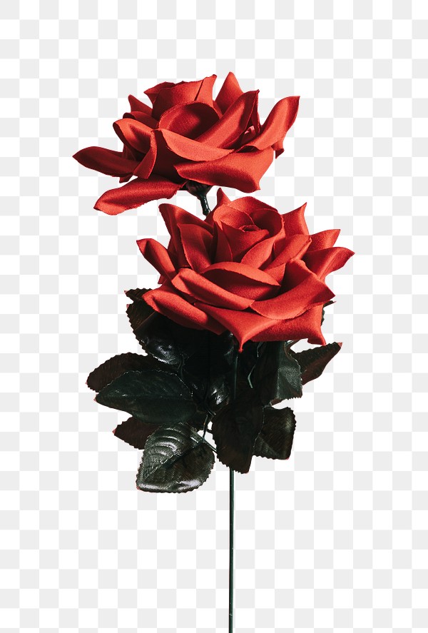 Flower Rose Flower Png Free Transparent Png 560170