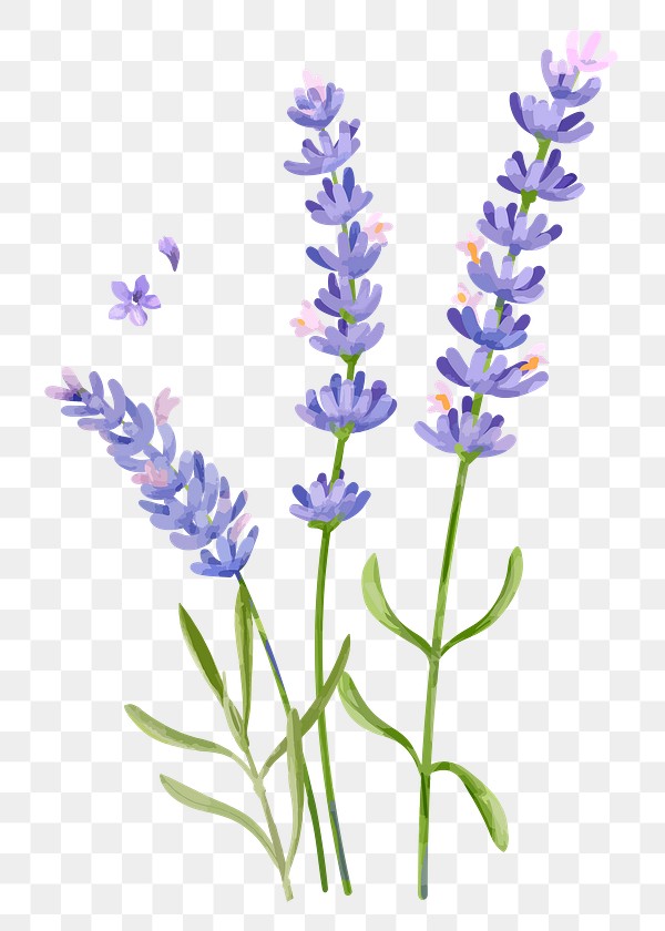 Lavender flower sticker png transparent | Premium PNG - rawpixel