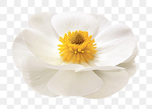 White flower png, mountain buttercup | Free PNG - rawpixel