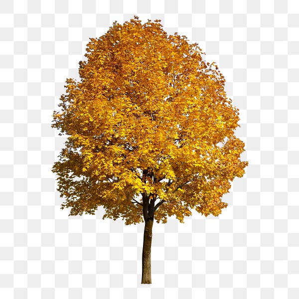 Autumn tree png sticker, nature | Free PNG - rawpixel