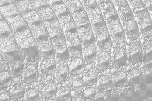 Crocodile skin png overlay texture, | Free PNG - rawpixel