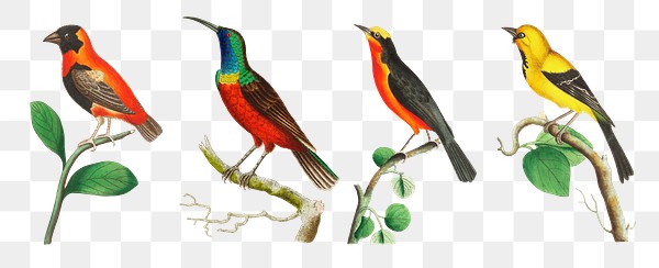 birds png colorful vintage clipart set royalty free stock transparent png 2704940 download premium png of birds png colorful vintage clipart set 2704940