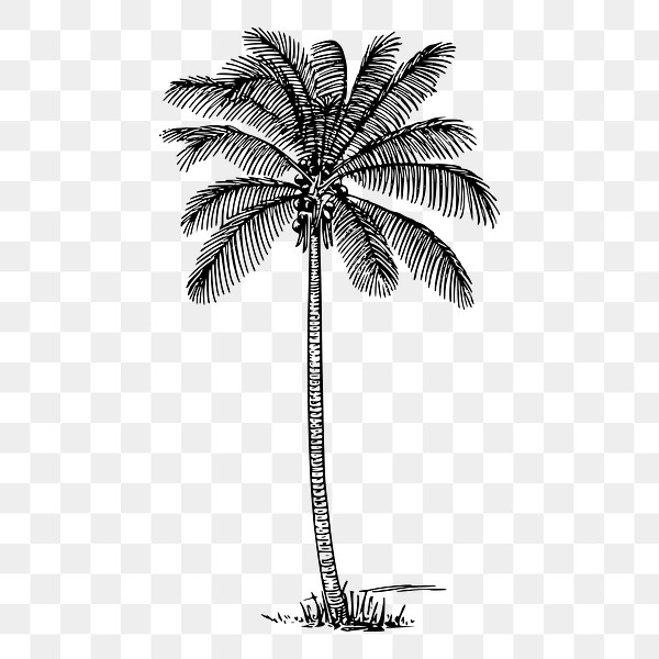 Coconut palm tree png sticker | Free PNG - rawpixel