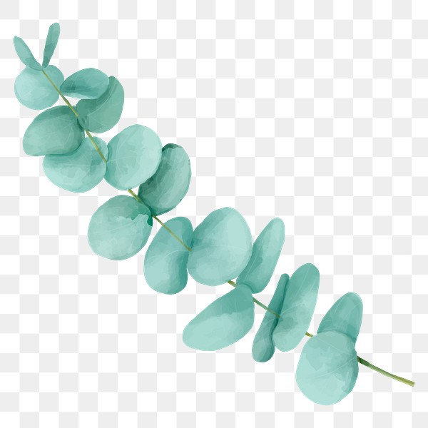 Eucalyptus PNG Images | Free PNG Vector Graphics, Effects & Backgrounds