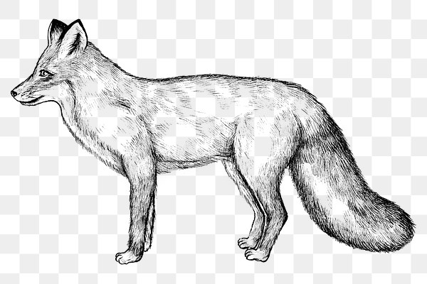 Cute hand drawn fox transparent | Premium PNG Sticker - rawpixel