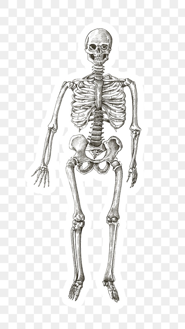 Hand drawn human skeleton sticker | Free PNG Sticker - rawpixel