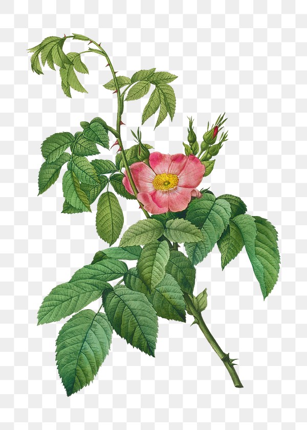 Rosa Villosa Terebenthina Transparent Png 