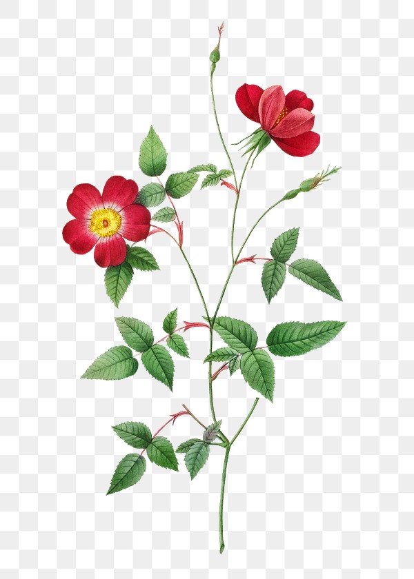 Rosa Indica Stelligera transparent png | Premium PNG Sticker - rawpixel