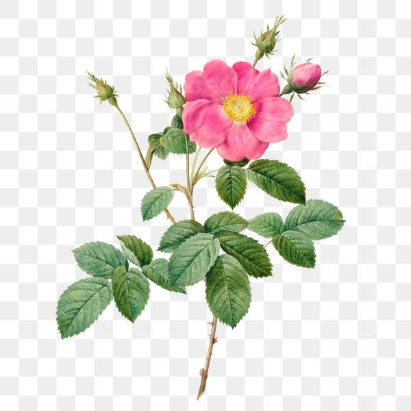 Rosa Centifolia Simplex transparent png | Premium PNG Sticker - rawpixel