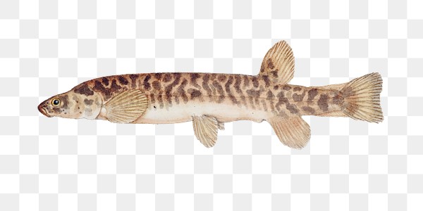 Brown minnow marine life png | Premium PNG Sticker - rawpixel