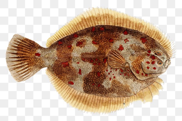 Flounder png sea creature vintage | Free PNG Sticker - rawpixel