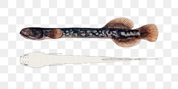 Hand drawn brown mudfish png | Premium PNG Sticker - rawpixel