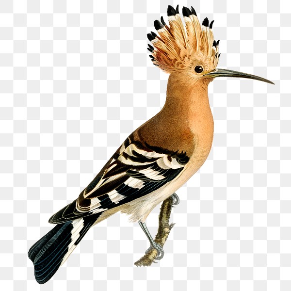 Eurasian hoopoe bird png hand | Premium PNG Sticker - rawpixel