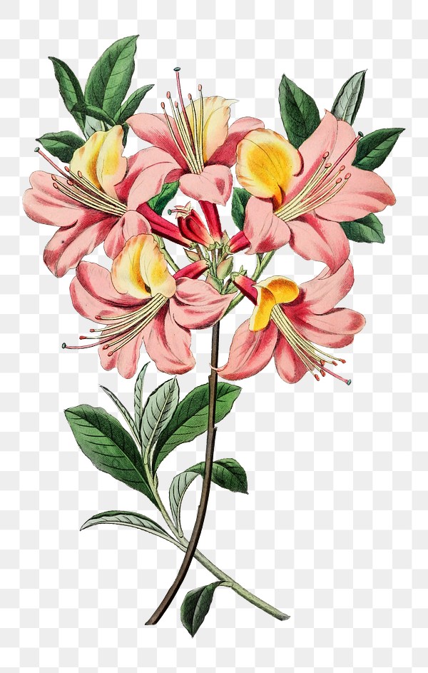 Vintage Azalea Blooming Illustration Png 