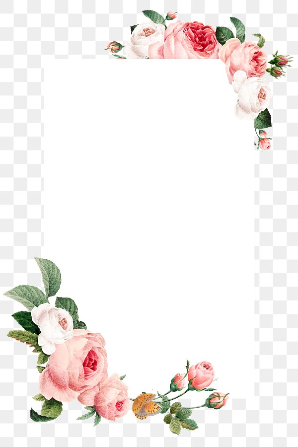 Pink cabbage rose rectangled frame | Premium PNG - rawpixel