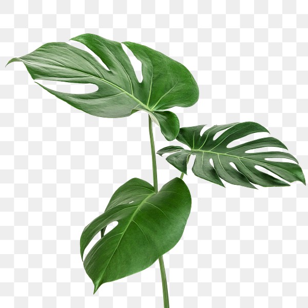 Split leaf philodendron, monstera plant | Premium PNG Sticker - rawpixel