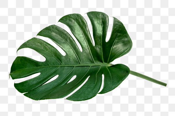 Split leaf philodendron, monstera plant | Premium PNG Sticker - rawpixel